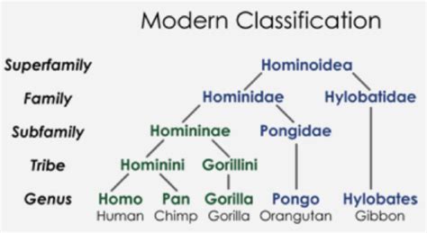 Unit 4 HBY - Hominin Classification (Prognathism) Wk 3.2 Flashcards ...