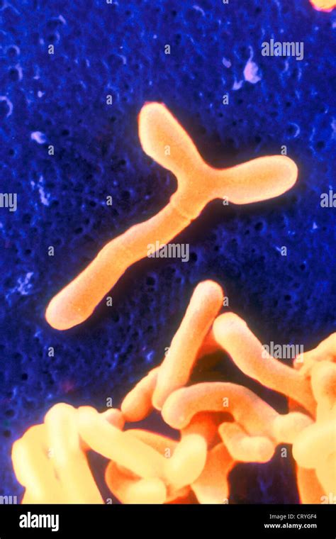 Bifidobacterium Hi Res Stock Photography And Images Alamy