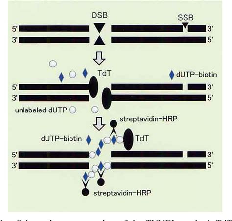 Figure 1 From Pitfalls And Caveats In Histochemically Demonstrating