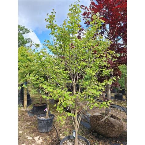 Cercis Canadensis Majestic Trees