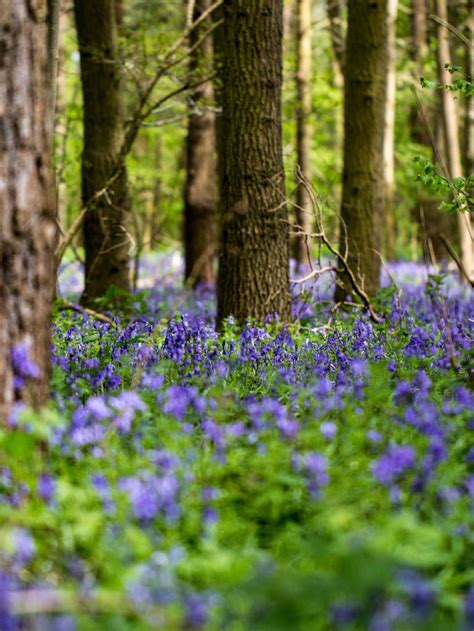 Bluebell Woods Photography By Pixie Copley Lrps Saatchi Art