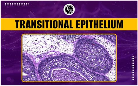 Transitional Epithelium, Structure, Functions, And Examples