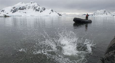 polar plunge   worlds coldest water antarctica explorer  soul