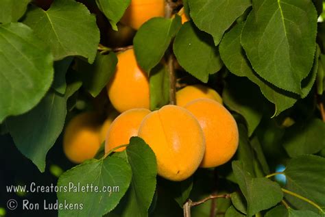 Chinese Apricot Aka Mormon Apricot Prunus Armeniaca Sp