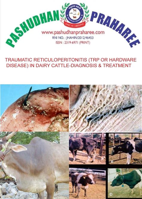 Traumatic Reticuloperitonitis Trp Or Hardware Disease In Dairy Cattle