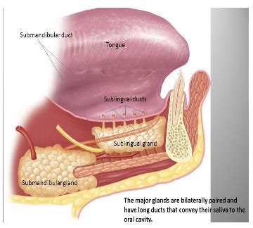 Ducts Of Rivinus