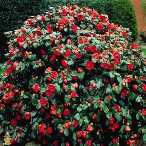 Yuletide Camellia | Yuletide Camellia for Sale - PlantingTree