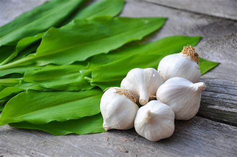 The Health Benefits Of Garlic Natural Fat Loss Guide