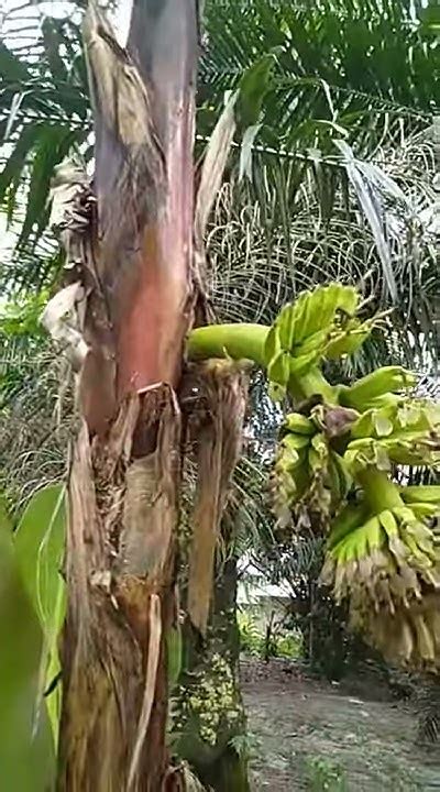 Pisang Aneh Pelik Tapi Benar Youtube