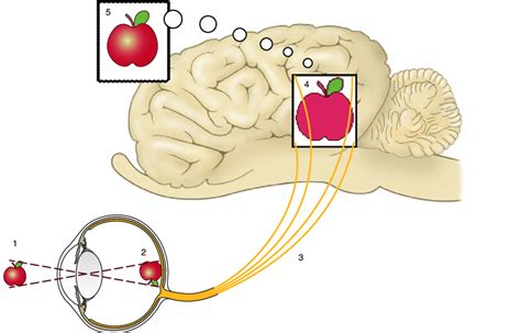 The Steps In Seeing 1 Light Enters The Eye And Is Properly Focused Download Scientific