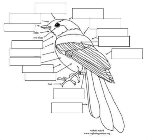 Bird Anatomy Diagram | Quizlet