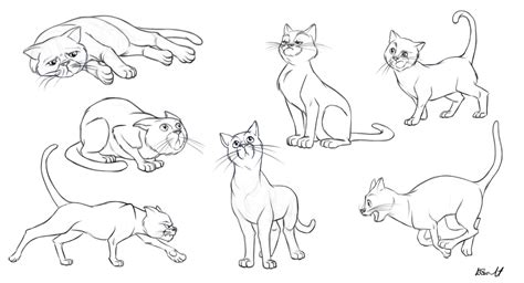 Cat Anatomy For Drawing at GetDrawings | Free download