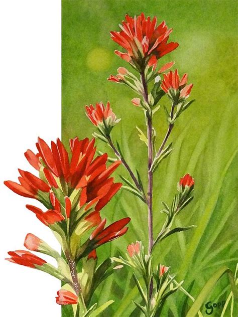 Indian Paintbrush By Gregory Gopp Indian Paintbrush Flower Painting