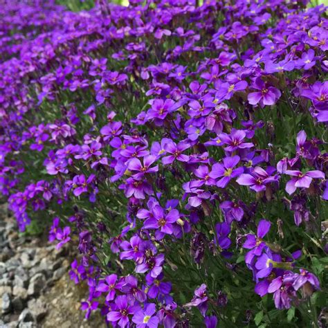 Purple Cascading Aubrieta Ground Cover Plant Seeds - Rock Cress