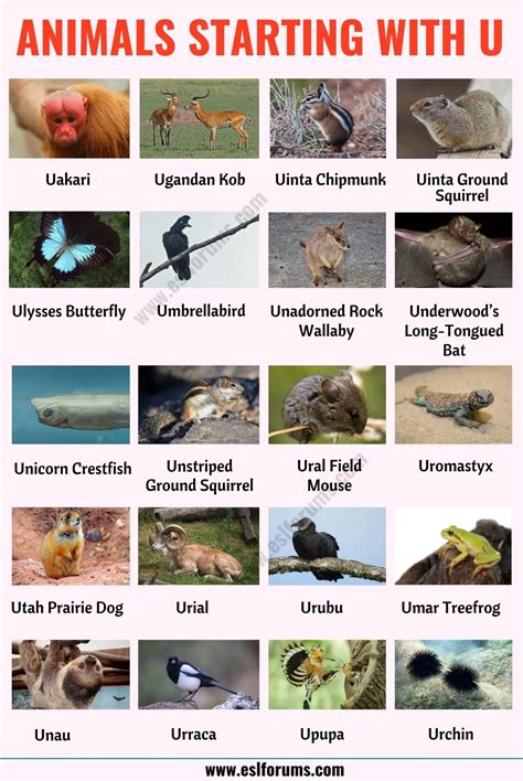 Animals that Start with U - ESL Forums