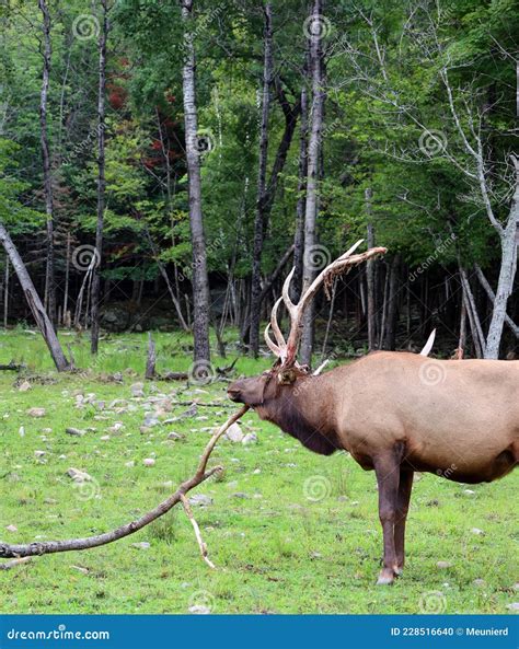The Elk, or Wapiti Calf is One of the Largest Species within the Deer