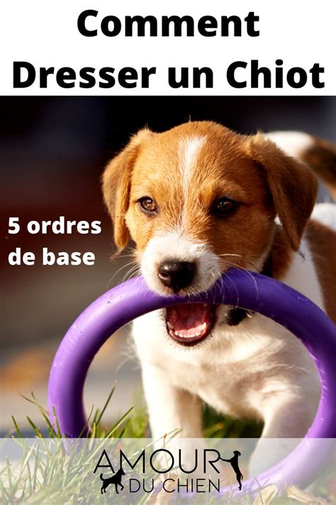 Comment Dresser Un Jeune Chien 5 Ordres De Bases Comment Dresser Un