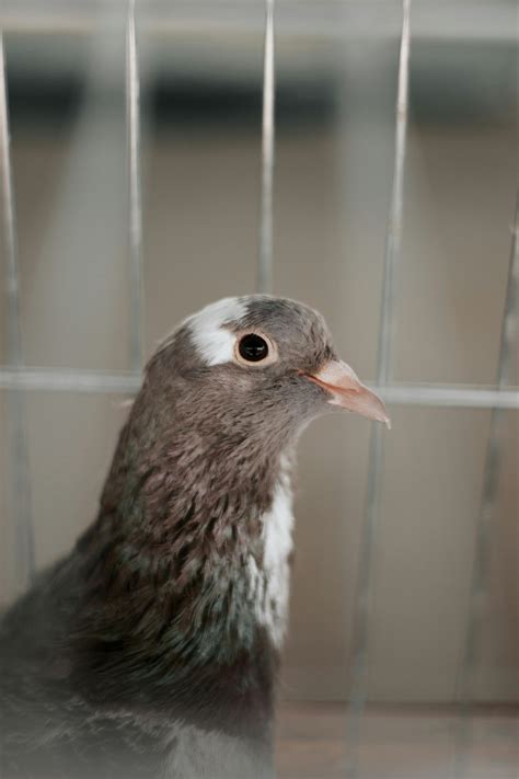 Pigeon Cage Photos, Download The BEST Free Pigeon Cage Stock Photos ...