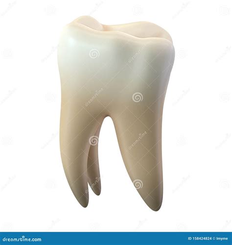 D Render Of Single Molar Tooth Isolated On White Stock Illustration