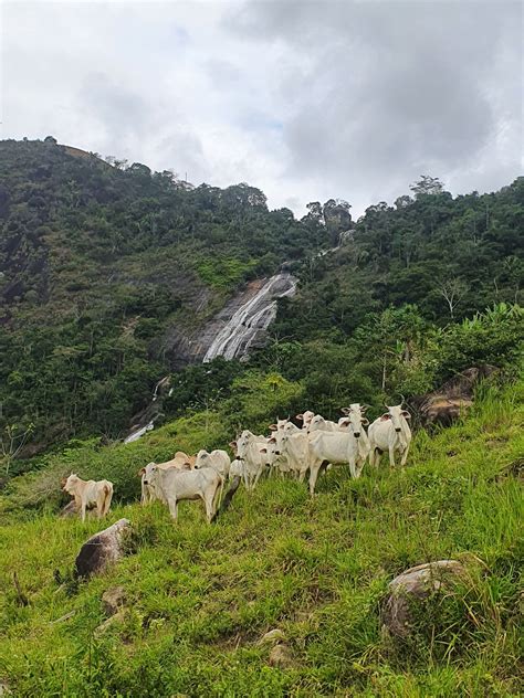 Parque Nacional Do Alto Cariri O Parque Dos Montes Alegres Entre