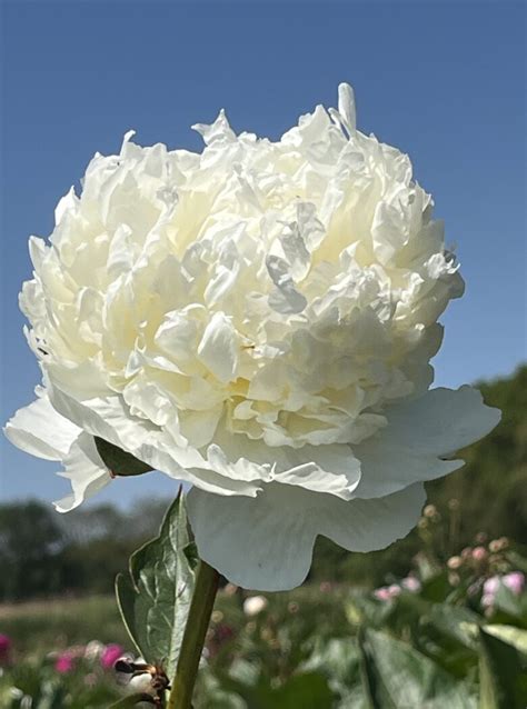 Paeonia Big Ben Strooper Dekker