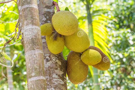 Árbol De árboles Del Pan En La Selva La Fruta En Imagen De Archivo