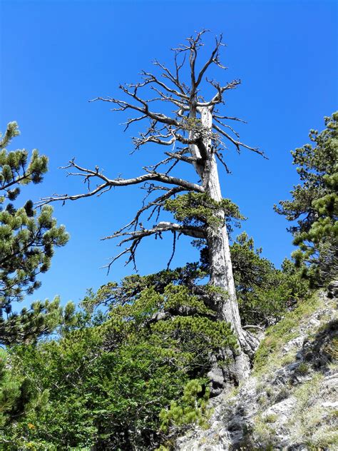 Oldest European Tree Found—And It’s Having a Growth Spurt