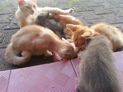 Jual Anak Kucing Kampung Mix Lucu di Jakarta | merymomo