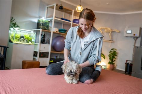 Physiotherapie für Hunde Katzen