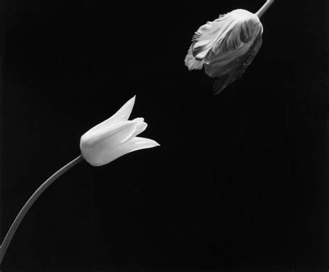 Robert Mapplethorpe Flowers Photos Best Flower Site