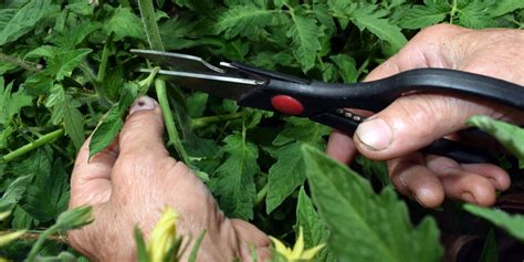 Pruning Tomato Plants - How & Why To Prune and Pinch Tomato Plants!