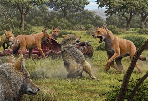 Dire wolves are actually ice age mega-foxes | Popular Science