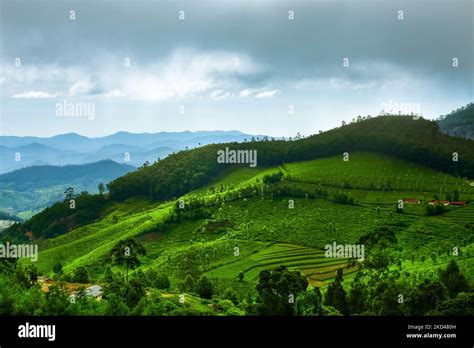 Kebun Teh Kemuning Hi Res Stock Photography And Images Alamy