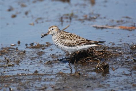 WHITE-RUMPED SANDPIPER – Birds of Nebraska – Online