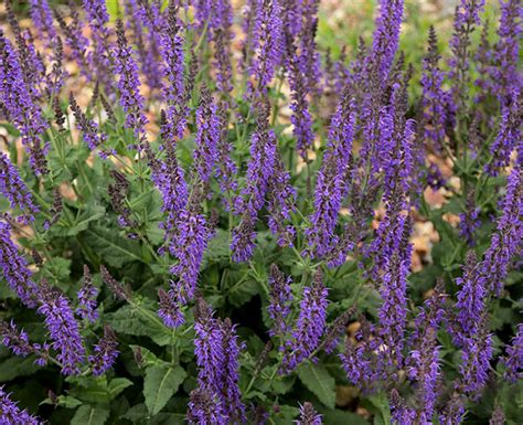 Plant Files May Night Salvia