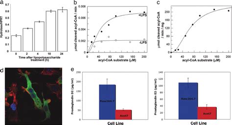 Acot7 Gene Expression And Acyl Coa Thioesterase Activity In Macrophage Download Scientific