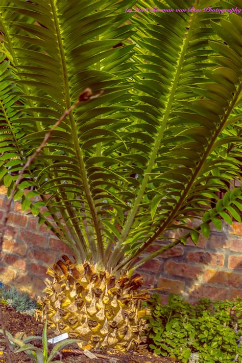 Cycads are forever … – Herman van Bon Photography