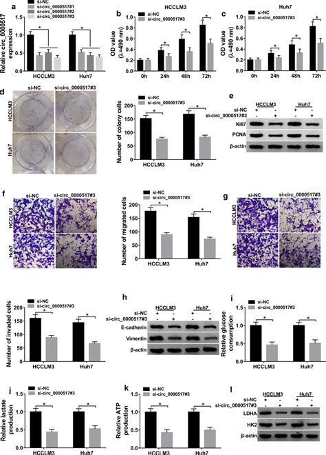 Effect Of Circ 0000517 Knockdown On Hepatocellular Carcinoma