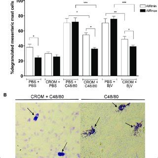 Effect Of Cromolyn CROM On Mast Cell Degranulation Induced By