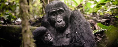 Honeymoon Packages Explore Gorilla Uganda Discover Uganda Gorilla