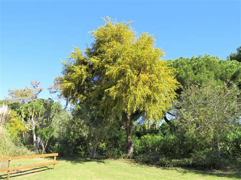 Golden Wattle Acacia Pycnantha Golden Wattle Photographe Flickr