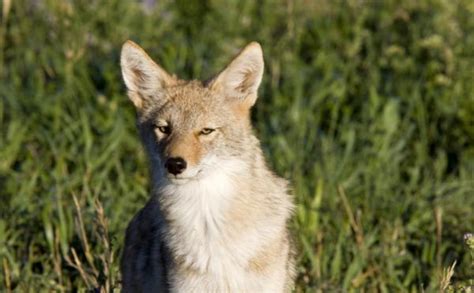 Coyote Canis Latrans Características Hábitat Y Alimentación