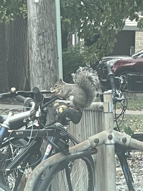 Stop eating bike seats! : r/UIUC
