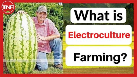 What Is Electro Culture Farming How Does Electroculture Farming Work