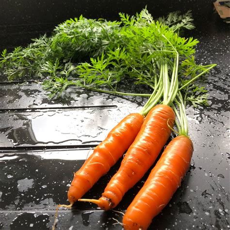 Daucus Carota Subsp Sativus Early Nantes Carrot Early Nantes