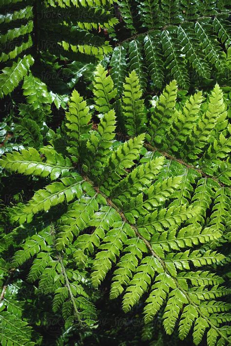 Lush Green Fern Leaves by Marcel