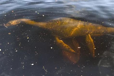 Loch Ness Monster Spotted For Second Time In 11 Days As Twelve Foot