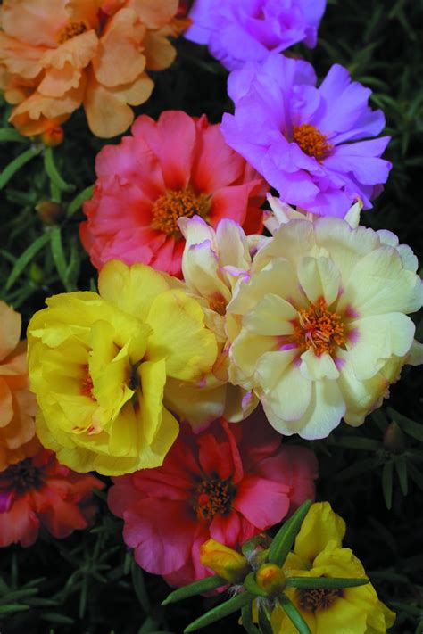 PORTULACA grandiflora DOUBLE MIXED - Muller Seeds