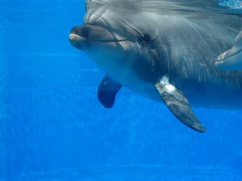 Dolphin South Carolina Aquarium Online Curriculum