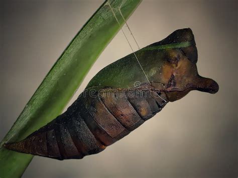 Chrysalis Of Graphium Agamemnon Stock Photo Image Of Design